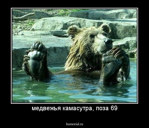 медвежья камасутра, поза 69