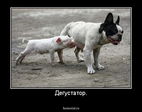 Дегустатор.