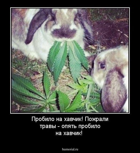 Пробило на хавчик! Пожрали травы - опять пробило на хавчик!