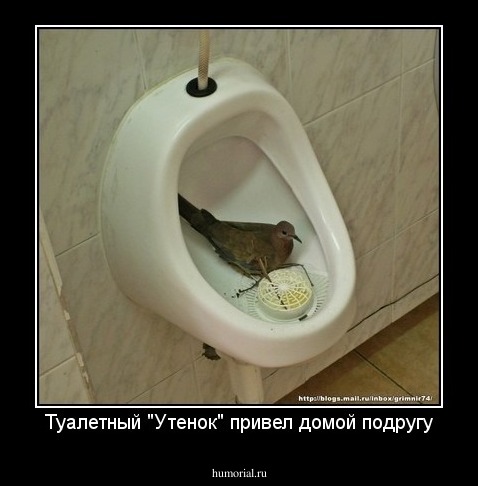 Туалетный "Утенок" привел домой подругу