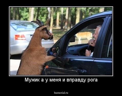 Мужик а у меня и вправду рога
