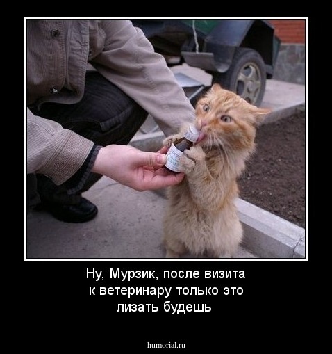 Ну, Мурзик, после визита к ветеринару только это лизать будешь