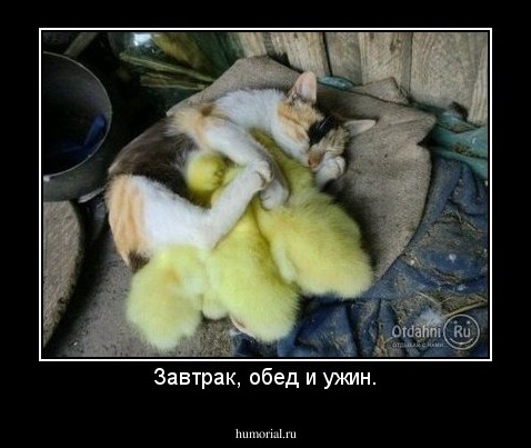 Завтрак, обед и ужин.