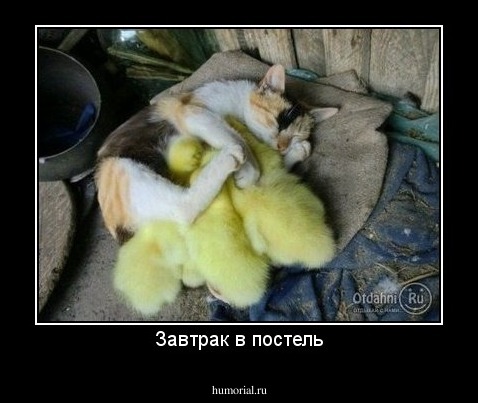 Завтрак в постель