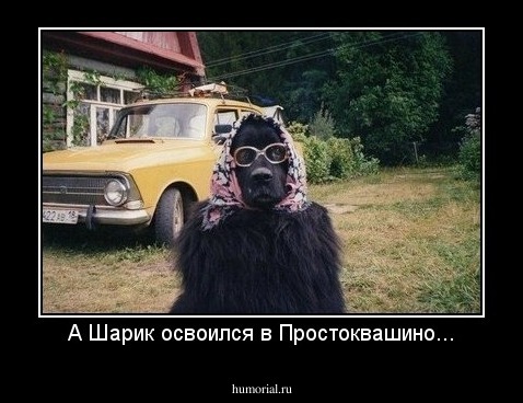 А Шарик освоился в Простоквашино...
