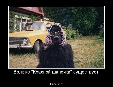 Волк из "Красной шапочки" существует!