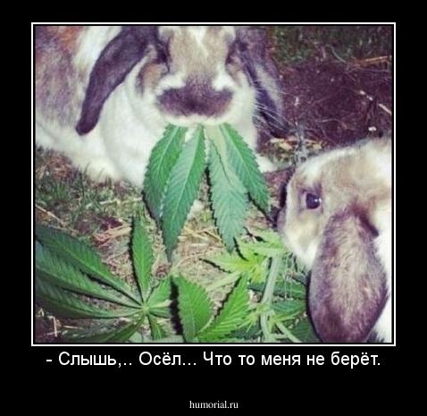 - Слышь,.. Осёл... Что то меня не берёт.
