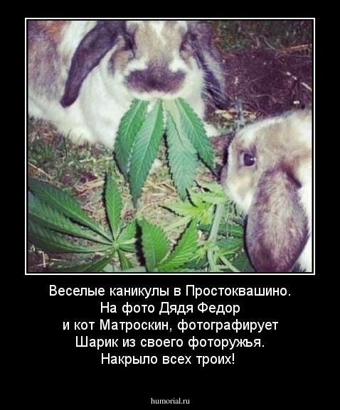 Веселые каникулы в Простоквашино. На фото Дядя Федор и кот Матроскин, фотографирует Шарик из своего фоторужья. Накрыло всех троих!