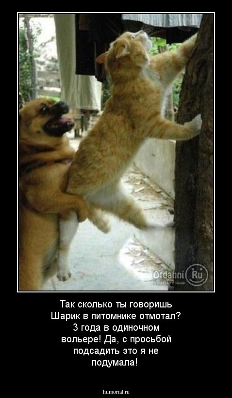 Так сколько ты говоришь Шарик в питомнике отмотал? 3 года в одиночном вольере! Да, с просьбой подсадить это я не подумала!