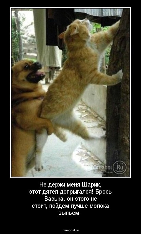 Не держи меня Шарик, этот дятел допрыгался! Брось Васька, он этого не стоит, пойдем лучше молока выпьем.