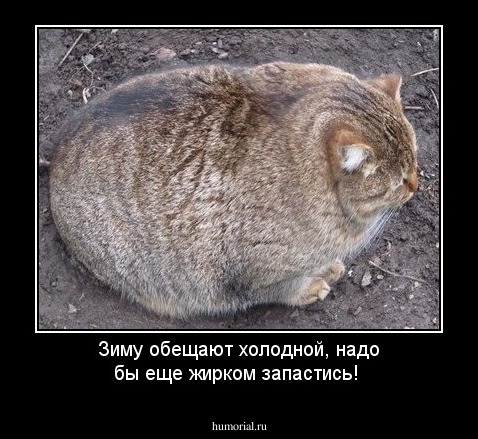 Зиму обещают холодной, надо бы еще жирком запастись!