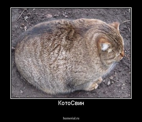 КотоСвин