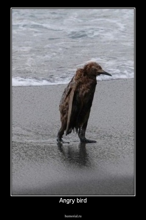 Angry bird