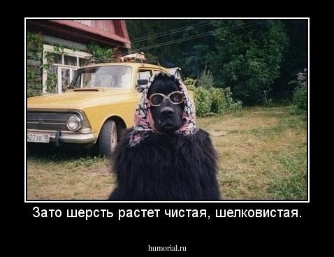 Зато шерсть растет чистая, шелковистая.