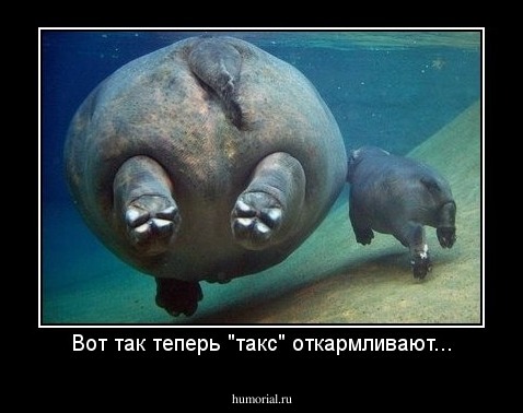 Вот так теперь "такс" откармливают...