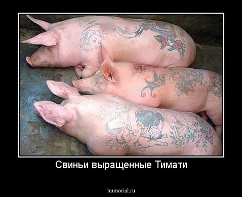 Свиньи выращенные Тимати