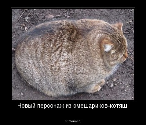 Новый персонаж из смешариков-котяш!