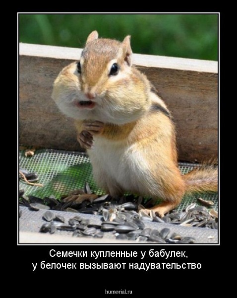 Семечки купленные у бабулек, у белочек вызывают надувательство