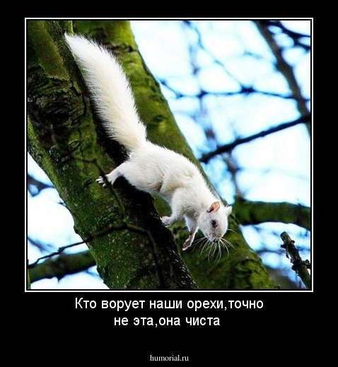 Кто ворует наши орехи,точно не эта,она чиста