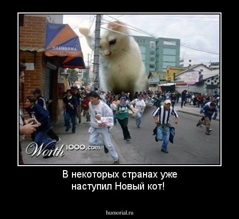 В некоторых странах уже наступил Новый кот! 