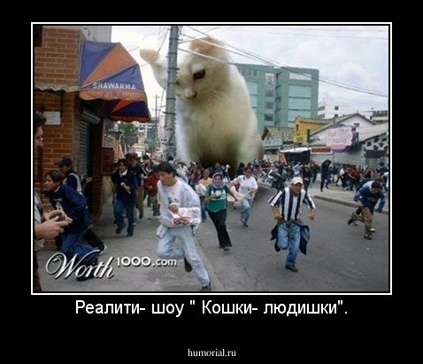 Реалити- шоу " Кошки- людишки".