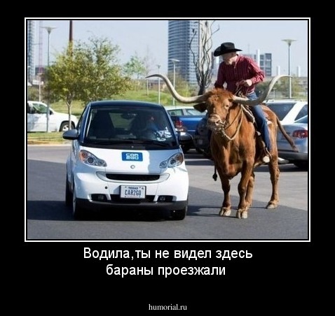 Водила,ты не видел здесь бараны проезжали