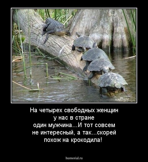 На четырех свободных женщин у нас в стране один мужчина...И тот совсем не интересный, а так...скорей похож на крокодила!