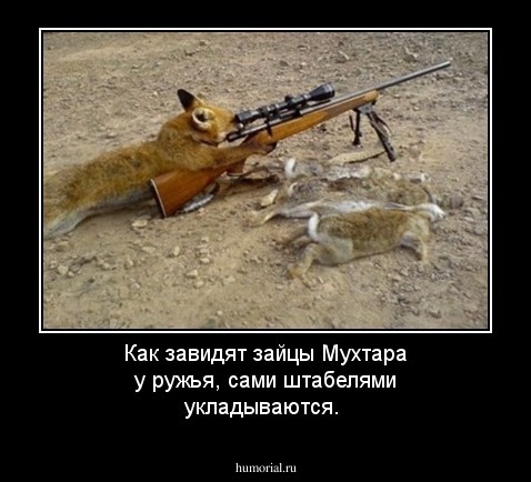 Как завидят зайцы Мухтара у ружья, сами штабелями укладываются.