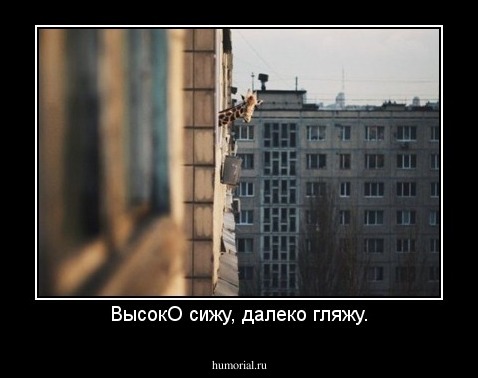 ВысокО сижу, далеко гляжу.