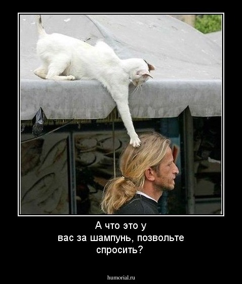 А что это у вас за шампунь, позвольте спросить?