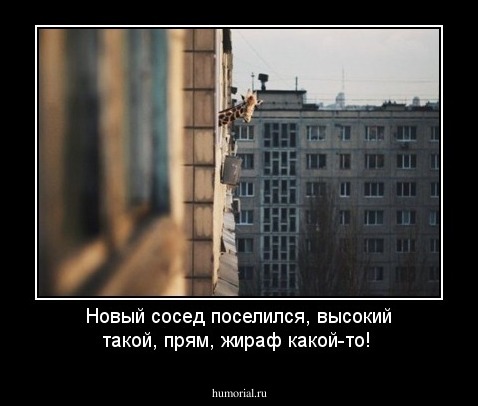 Новый сосед поселился, высокий такой, прям, жираф какой-то!