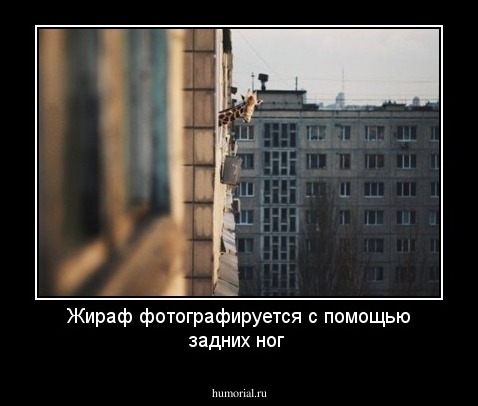 Жираф фотографируется с помощью задних ног