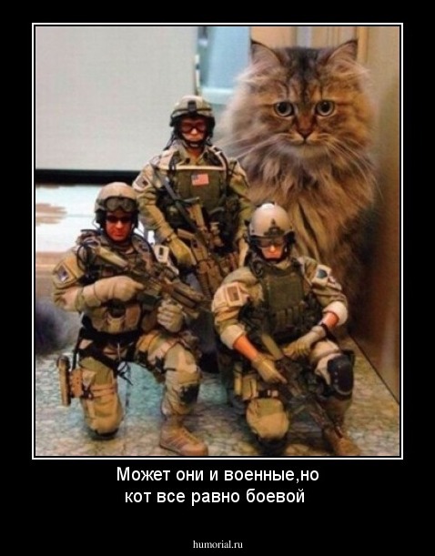 Может они и военные,но кот все равно боевой