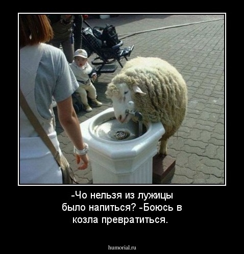 -Чо нельзя из лужицы было напиться?
-Боюсь в козла превратиться. 