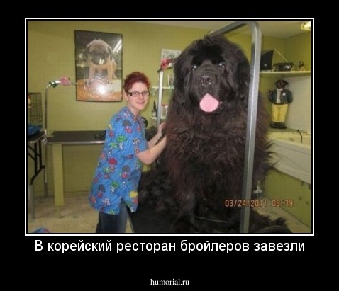 В корейский ресторан бройлеров завезли