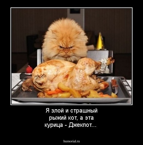 Я злой и страшный рыжий кот, а эта курица - Джекпот...