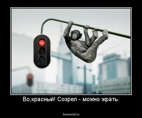 Во,красный! Созрел - можно жрать.