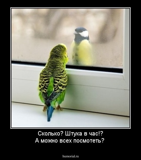Сколько? Штука в час!? А можно всех посмотеть?