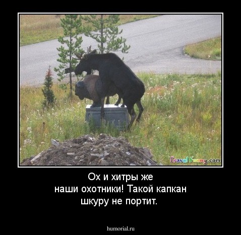 Ох и хитры же наши охотники! Такой капкан шкуру не портит.
