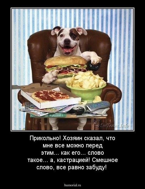 Хозяин сказал, что мне все можно перед этим... как его... слово такое... а, кастрацией! Смешное слово, все равно забуду! 