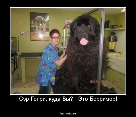 Сэр Генри, куда Вы?!  Это Берримор!