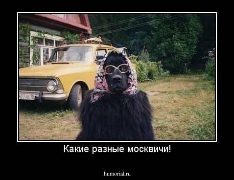 Какие разные москвичи!