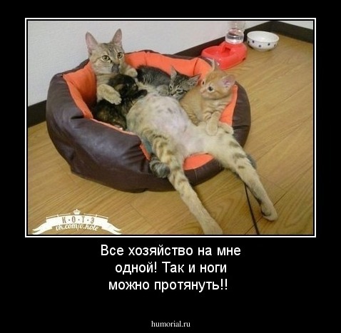 Все хозяйство на мне одной! Так и  ноги можно протянуть!!