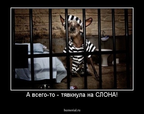 А всего-то - тявкнула на СЛОНА!