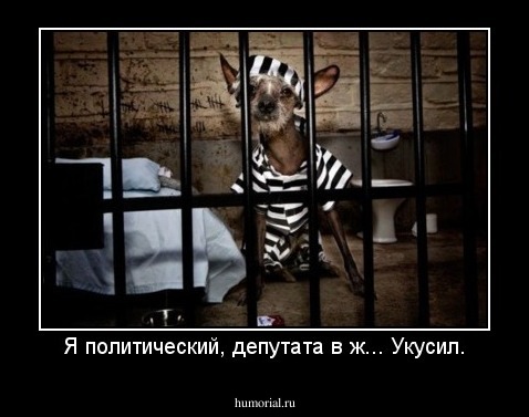 Я политический, депутата в ж... Укусил.