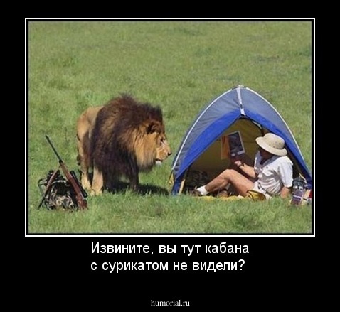 Извините, вы тут кабана с сурикатом не видели?