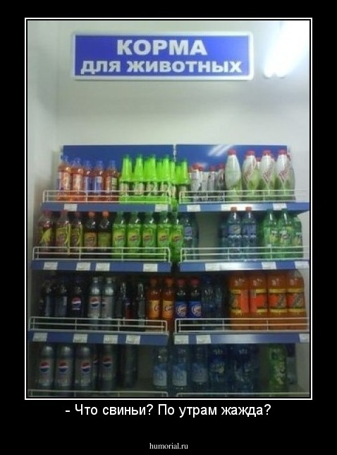 - Что свиньи? По утрам жажда?