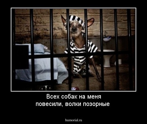 Всех собак на меня повесили, волки позорные
