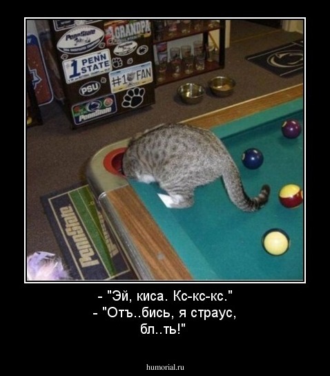 - "Эй, киса. Кс-кс-кс."
- "Отъ..бись, я страус, бл..ть!"