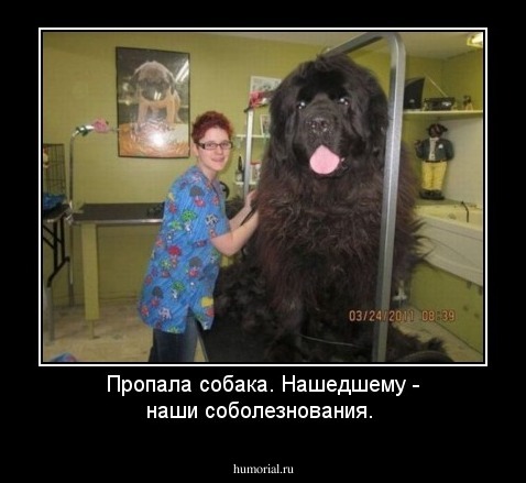 Пропала собака. Нашедшему - наши соболезнования.